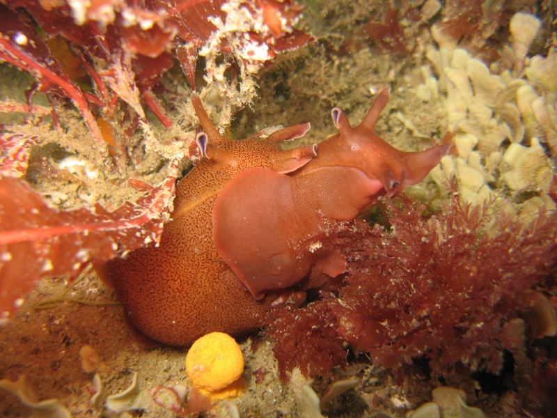 Abbs August '09 024.jpg